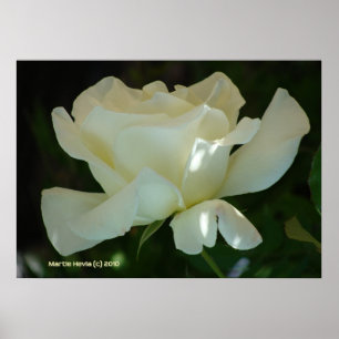 White Rose Ballerina Poster