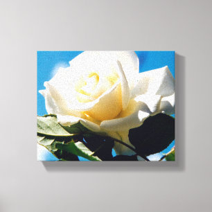 White Rose Beauty Canvas Print