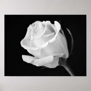 White Rose Black and White Photographic Art Print