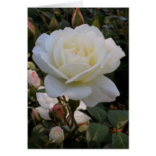 White Rose Blank Card