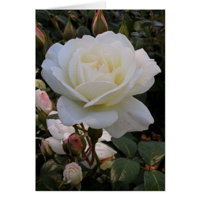 White Rose Blank Card (Front)