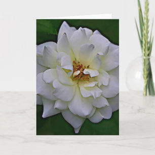 White Rose Bloom Scripture Card John 1:9