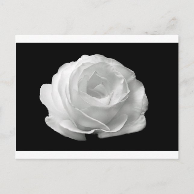 White Rose Blossoms Flowers Garden Peace Love Art Postcard (Front)