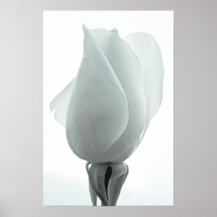 White rose bud ... poster