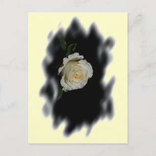 White Rose Burned Edges Postcard
