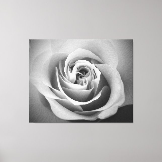White Rose Canvas Print (Front)