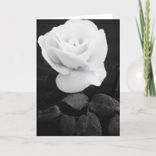 White Rose Card