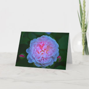 white rose card