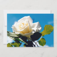 White rose - Celebrating Life