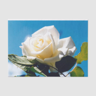 White rose - Celebrating Life Tissue Paper