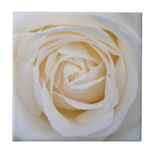 White rose ceramic tile