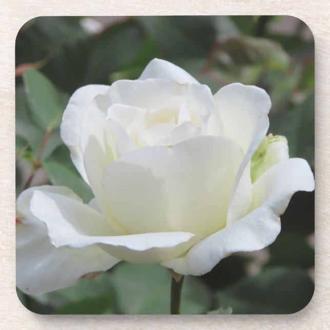 White Rose Coaster (Front)