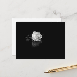 White rose floating in black water postcard