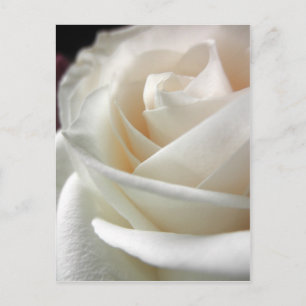 White Rose Floral Print Postcard