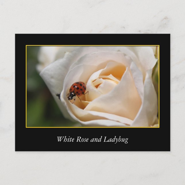 white rose flower and red ladybug. postcard (Front)