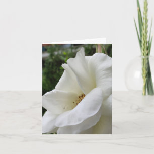 White rose flower card