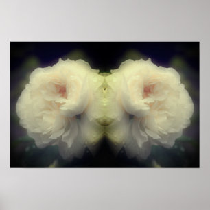 White Rose Flower In Full Bloom Mirror Abstract Poster