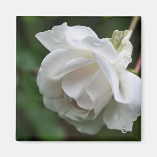 White Rose Flower Photography Magnet