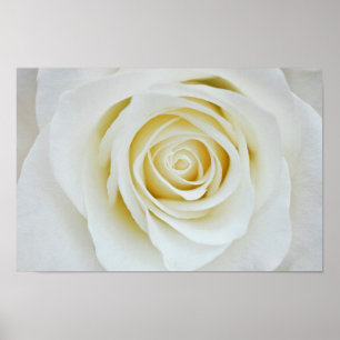 White rose flower Poster