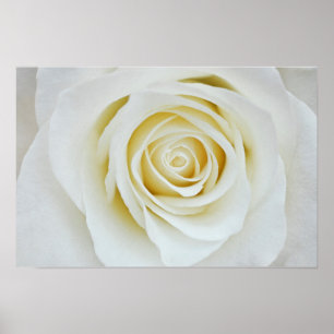 White rose flower Poster