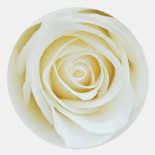 White rose flower Sticker