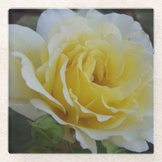 White Rose Glass Coaster (Front)