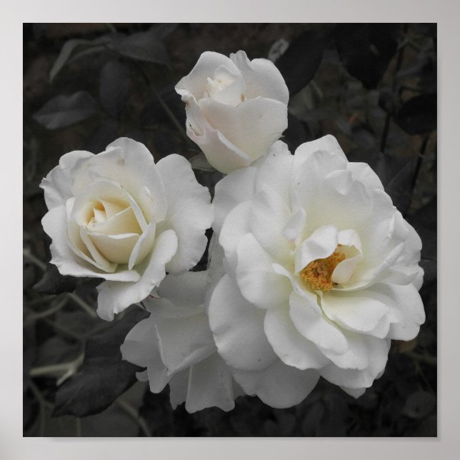 white rose in grey poster (Front)