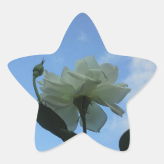 White Rose In The Blue Star Sticker