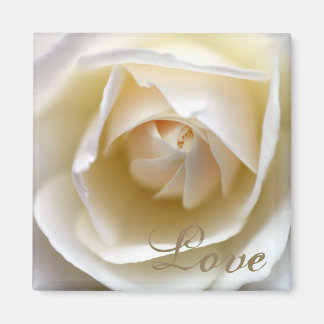 White Rose – Love Magnet