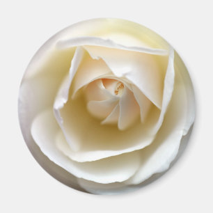 White Rose Magnet