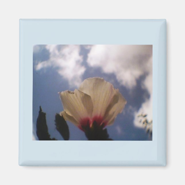 White Rose Magnet (Front)