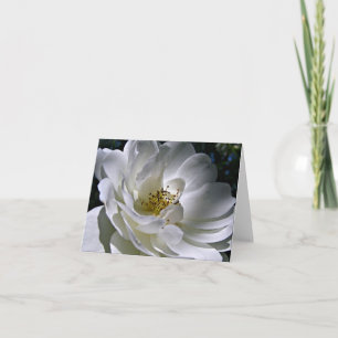 White Rose Note Card