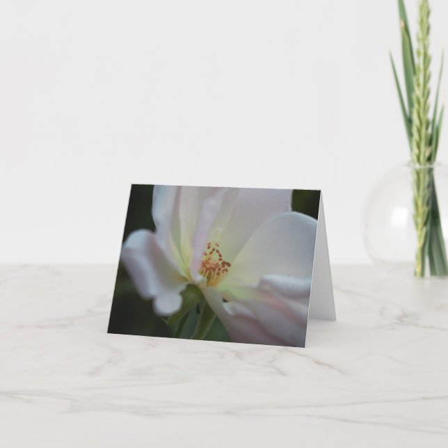 White Rose Note Card (Front)