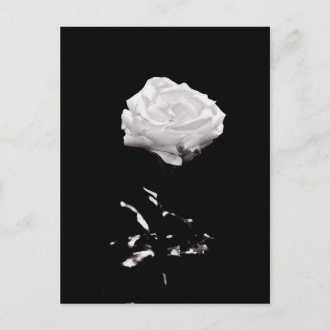 White Rose on Black Background Postcard (Front)