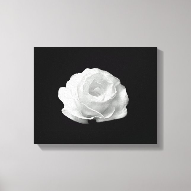 White Rose On Black Background Streched Canvas (Front)