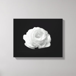 White Rose On Black Background Streched Canvas Print