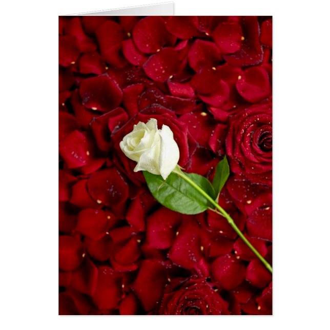 White Rose On Red Petals (Front)
