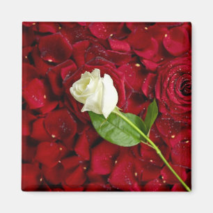 White Rose On Red Petals Magnet