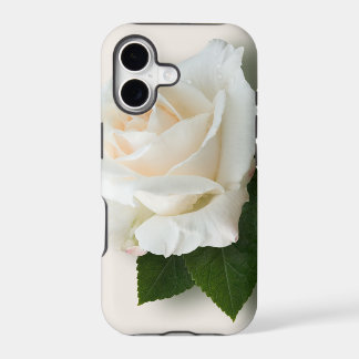 White Rose 'Pascali'