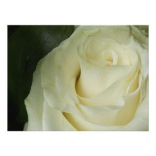 White Rose Photo Print