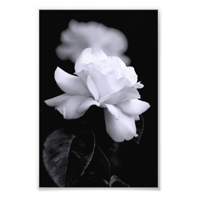 White Rose Photo Print (Front)