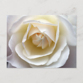 White Rose Photograph Postcard