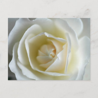 White Rose Photograph Postcard