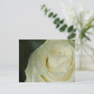 White Rose Postcard
