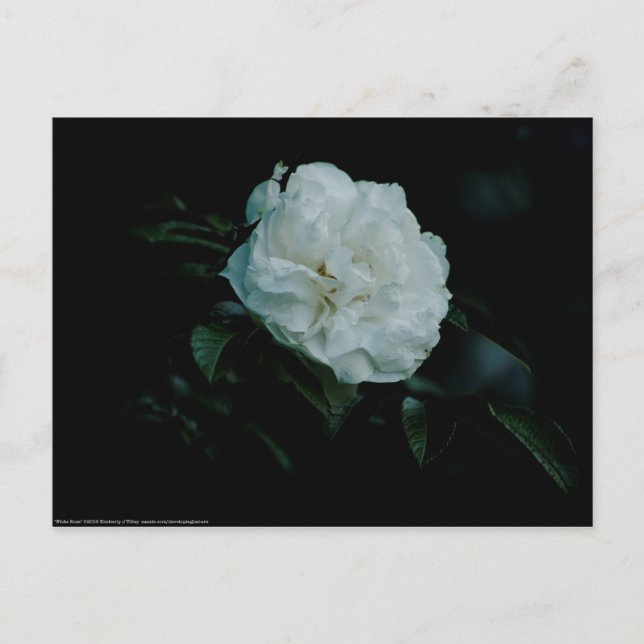 White Rose Postcard (Front)