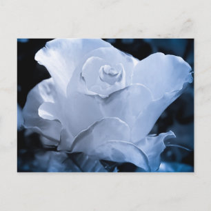 White Rose Postcard