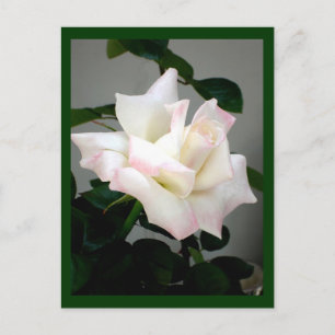 White Rose Postcard