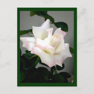White Rose Postcard