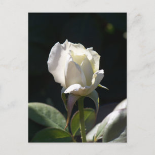 White Rose Postcard