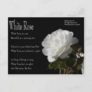White Rose Postcard